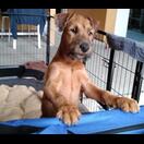 Henry, das neue Mitglied in Inas Familie in Münster